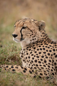 Close-up of cheetah on grass looking ahead