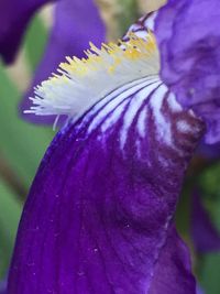 Close-up of purple flower blooming outdoors