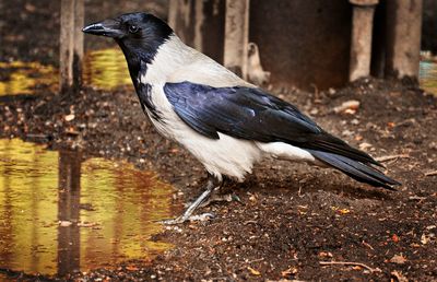 Close-up of bird perching on a water