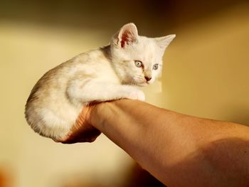Close-up of hand holding cat