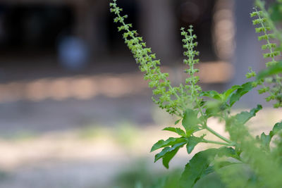 Close-up of flowering plant