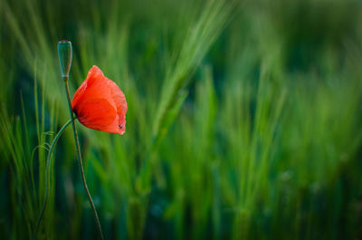 Close-up of red poppy blooming outdoors