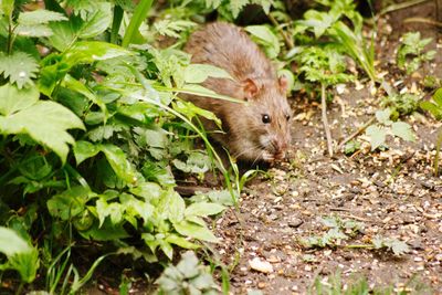 Close-up of dead plants