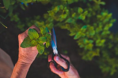 Close-up of hand holding plant