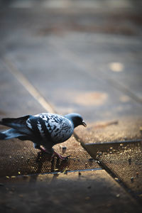 High angle view of pigeon perching on street
