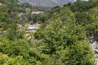 High angle view of trees and plants in forest
