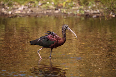 Bird in a lake