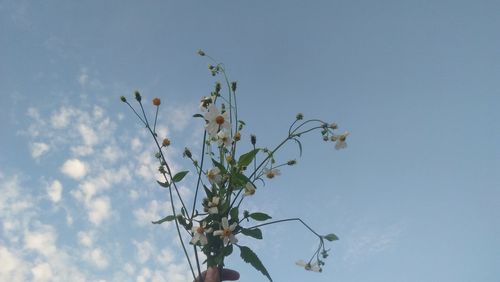 Plant against sky