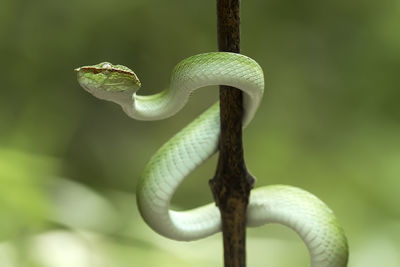 Close-up of lizard on leaf