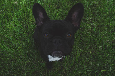 Portrait of black dog on field