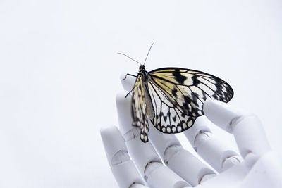 Close-up of butterfly on white background