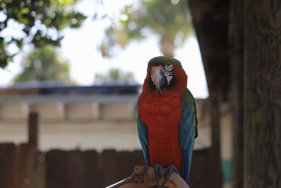 Close-up of parrot perching on tree