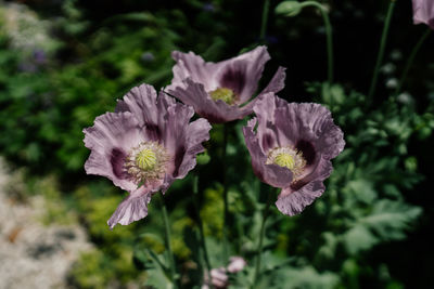 Close-up of purple flowering plant leaves