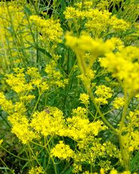 Close-up of yellow flowers blooming in field