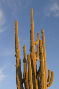 Low angle view of fresh cactus against sky