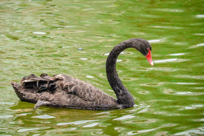 Black swan swimming in lake