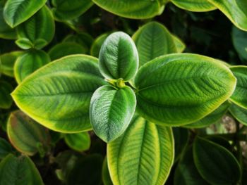 Close-up of green leaves