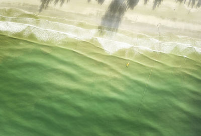 Close-up of green leaves
