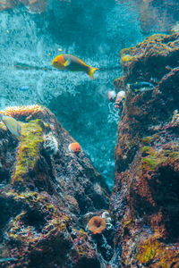 Underwater view of fish swimming in sea among coral reef.