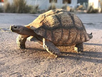 Close-up of crab on sand at beach