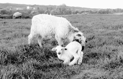 Sheep on field against sky