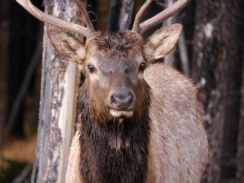 Close-up of stag