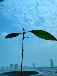 Low angle view of plant against sky