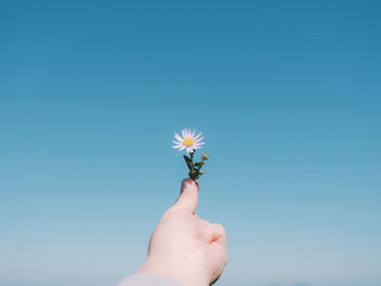 Hand holding flower against clear blue sky