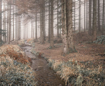 Pine trees in forest