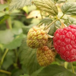 Close-up of raspberry growing on plant