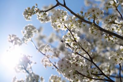 Low angle view of cherry blossoms in spring