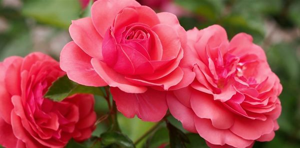 Close-up of pink rose blooming outdoors