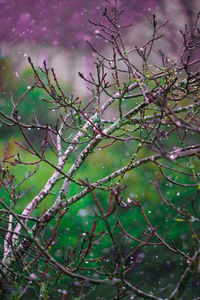 Close-up of tree branch against sky