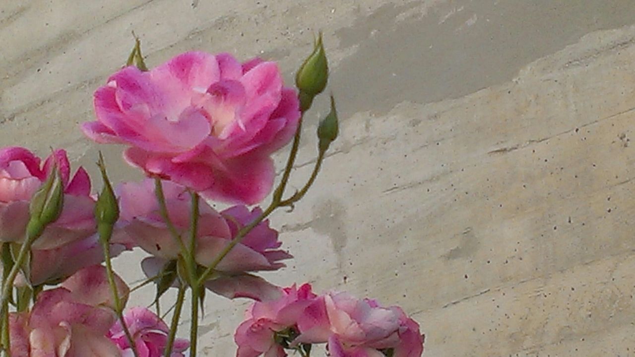 CLOSE-UP OF PINK FLOWER