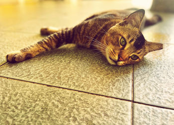 Close-up of cat lying on floor