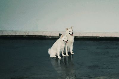 White dog standing in water against sky