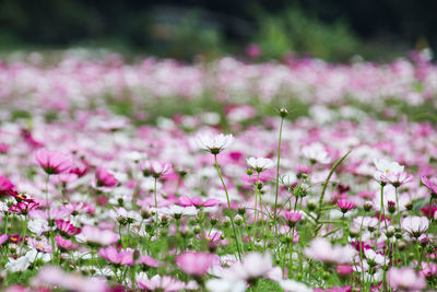 Close-up of pink flowers blooming outdoors