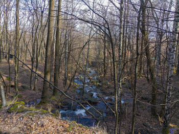 Bare trees in forest