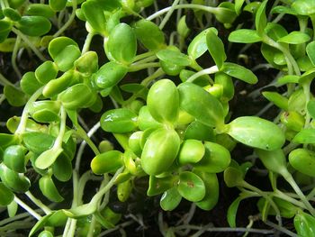 High angle view of berries growing on plant