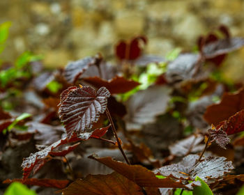 Close-up of dry leaves on field during autumn