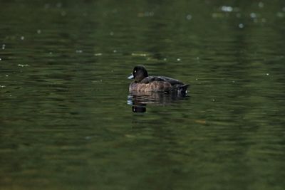 Duck swimming in a lake