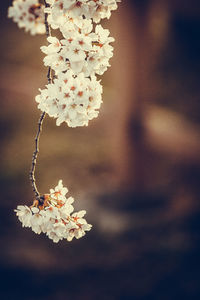 Close-up of flowers against blurred background