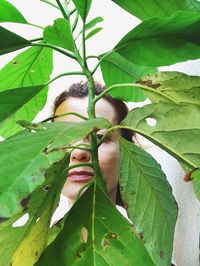 Close-up of green leaves