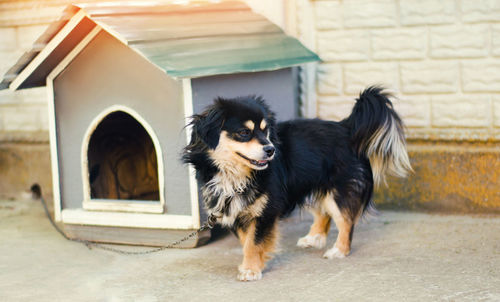 Cute happy black dog near his house on a sunny day. dog booth. house for an animal