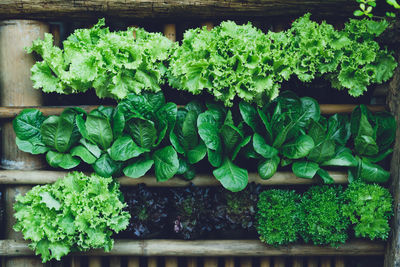 Close-up of vegetables on plant