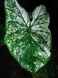 Close-up of raindrops on leaves