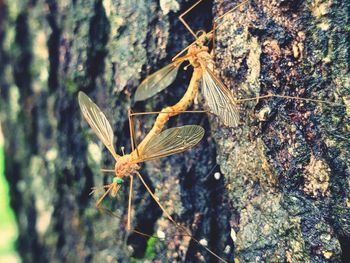 Close-up of butterfly on tree trunk