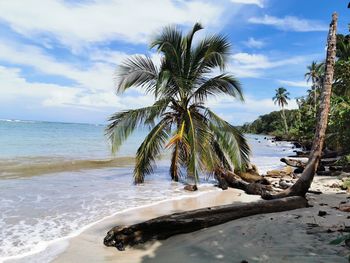 Palm trees on beach against sky