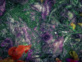 Full frame shot of leaves