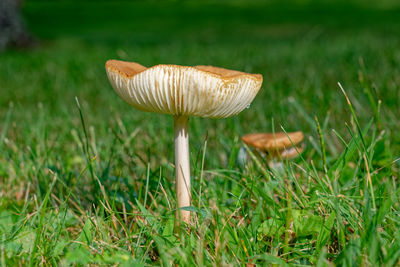 Close-up of mushroom growing on field